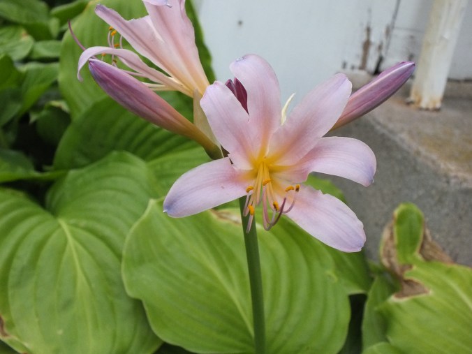 cooper's b-day 2013 033