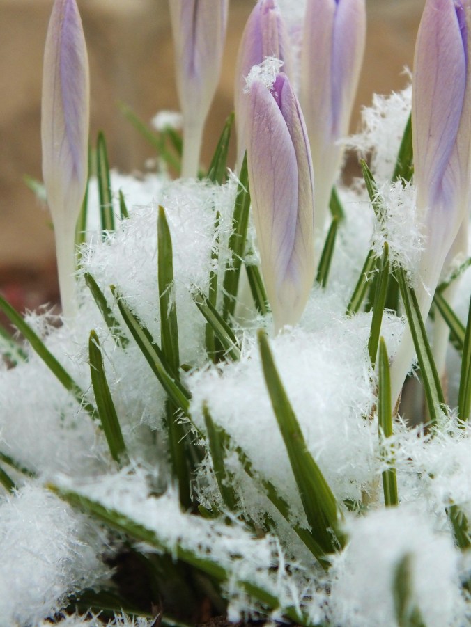snow on crocus 2