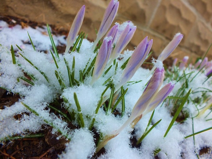 snow on crocus