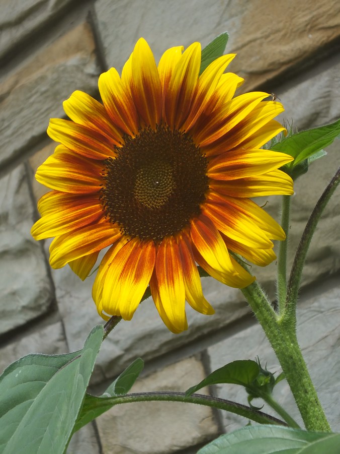 july-august 2015 002