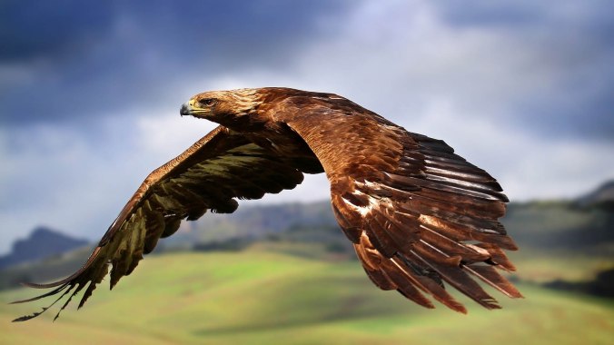 eagle-in-flight-wallpaper-hd-