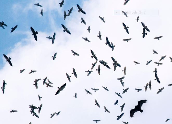 vulture, hawk, eagle