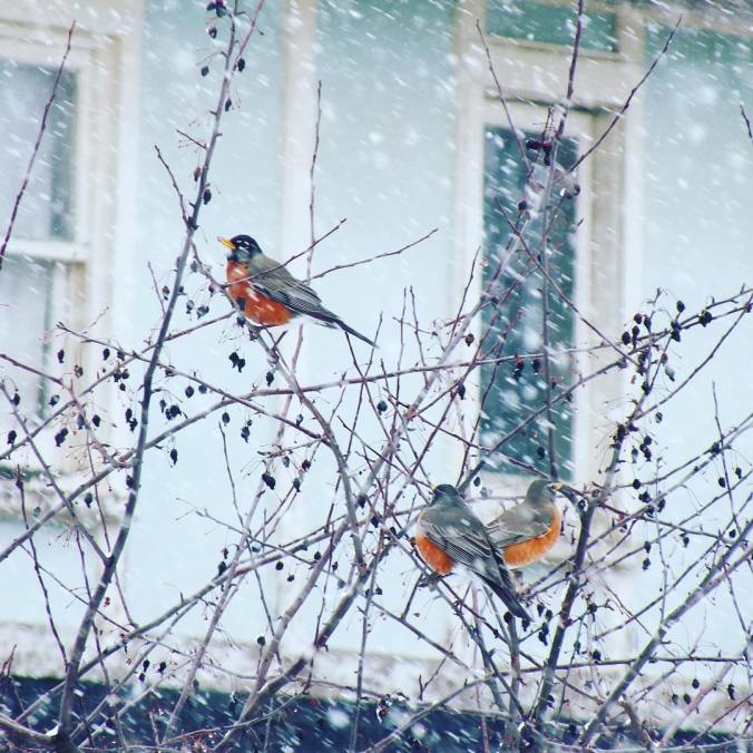 12657871_631484050325997_1168325120009568749_o